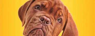 Business 6 image STANLEY STEEMER Damage Restoration Service in Auburn WA