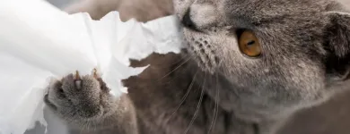 Business 50 image STANLEY STEEMER Damage Restoration Service in Auburn WA