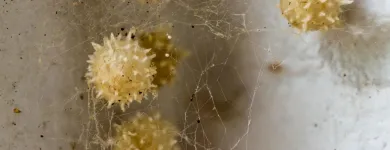 Business 1 image STRUCTURAL TERMITE & PEST CONTROL Pest Control in Riverside CA