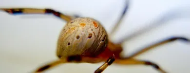 Business 2 image STRUCTURAL TERMITE & PEST CONTROL Pest Control in Riverside CA
