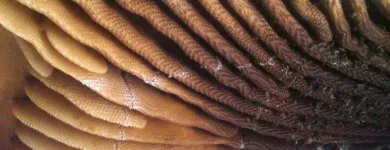 Business 5 image STRUCTURAL TERMITE & PEST CONTROL Pest Control in Riverside CA