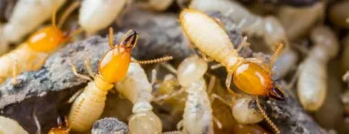 Business 7 image STRUCTURAL TERMITE & PEST CONTROL Pest Control in Riverside CA