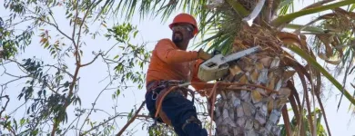 Business 4 image THE BEAVERS ROCK Tree Trimming & Tree Removal in Las Vegas NV