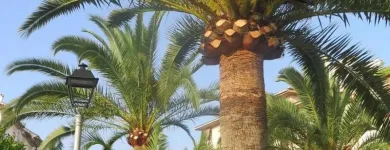 Business 5 image THE BEAVERS ROCK Tree Trimming & Tree Removal in Las Vegas NV