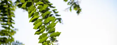 Business 25 image THE ECHELON OF TUCSON in Tucson AZ