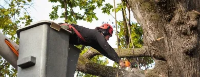 Business 2 image THE FIRST STATE TREE SERVICE Tree Service Company in Dover DE