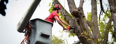 Business 3 image THE FIRST STATE TREE SERVICE Tree Service Company in Dover DE
