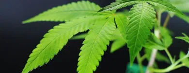 Business 2 image THE HEALING TREE Marijuana Clones in Oklahoma City OK