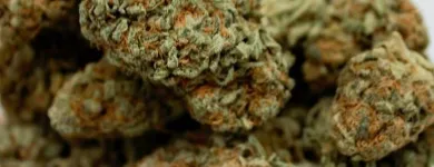 Business 6 image THE HONEYHOLE DISPENSARY Marijuana PreRolls in Oklahoma City OK