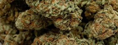 Business 13 image THE HONEYHOLE DISPENSARY Marijuana PreRolls in Oklahoma City OK