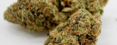 Business 14 image THE HONEYHOLE DISPENSARY Marijuana PreRolls in Oklahoma City OK