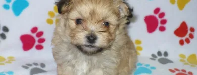 Business 1 image THE PAW PALACE Dog Breeder in Tucson AZ