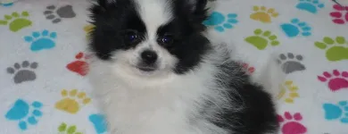 Business 2 image THE PAW PALACE Dog Breeder in Tucson AZ