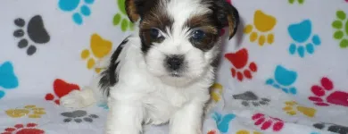 Business 3 image THE PAW PALACE Dog Breeder in Tucson AZ