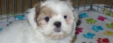 Business 4 image THE PAW PALACE Dog Breeder in Tucson AZ