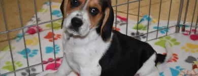 Business 5 image THE PAW PALACE Dog Breeder in Tucson AZ