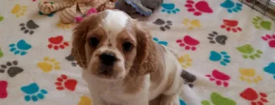 Business 7 image THE PAW PALACE Dog Breeder in Tucson AZ