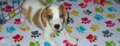 Business 8 image THE PAW PALACE Dog Breeder in Tucson AZ