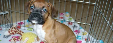 Business 10 image THE PAW PALACE Dog Breeder in Tucson AZ