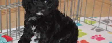 Business 11 image THE PAW PALACE Dog Breeder in Tucson AZ