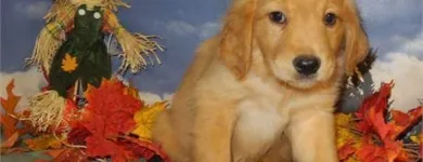 Business 15 image THE PAW PALACE Dog Breeder in Tucson AZ