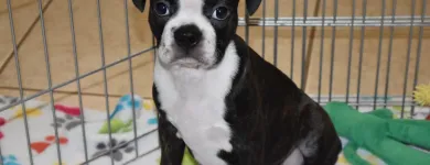 Business 16 image THE PAW PALACE Dog Breeder in Tucson AZ