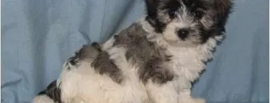 Business 17 image THE PAW PALACE Dog Breeder in Tucson AZ