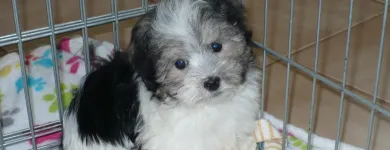 Business 19 image THE PAW PALACE Dog Breeder in Tucson AZ