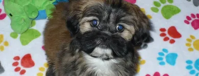 Business 20 image THE PAW PALACE Dog Breeder in Tucson AZ