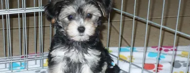 Business 21 image THE PAW PALACE Dog Breeder in Tucson AZ