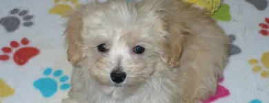 Business 22 image THE PAW PALACE Dog Breeder in Tucson AZ