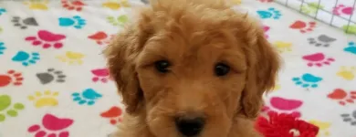 Business 24 image THE PAW PALACE Dog Breeder in Tucson AZ