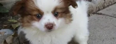 Business 25 image THE PAW PALACE Dog Breeder in Tucson AZ