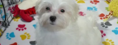 Business 26 image THE PAW PALACE Dog Breeder in Tucson AZ