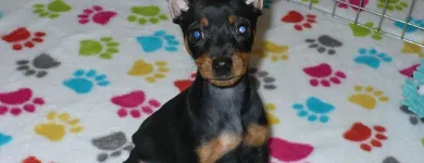 Business 27 image THE PAW PALACE Dog Breeder in Tucson AZ