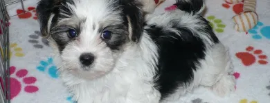 Business 28 image THE PAW PALACE Dog Breeder in Tucson AZ