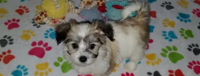 Business 29 image THE PAW PALACE Dog Breeder in Tucson AZ