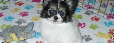 Business 30 image THE PAW PALACE Dog Breeder in Tucson AZ