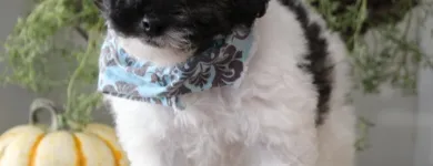 Business 31 image THE PAW PALACE Dog Breeder in Tucson AZ