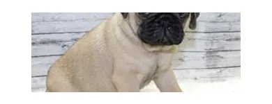 Business 32 image THE PAW PALACE Dog Breeder in Tucson AZ