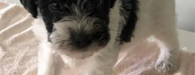 Business 34 image THE PAW PALACE Dog Breeder in Tucson AZ