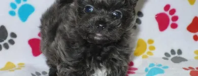 Business 35 image THE PAW PALACE Dog Breeder in Tucson AZ