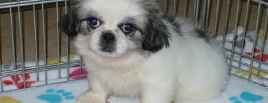 Business 36 image THE PAW PALACE Dog Breeder in Tucson AZ