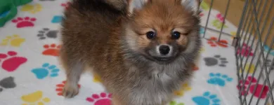 Business 37 image THE PAW PALACE Dog Breeder in Tucson AZ