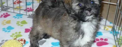 Business 38 image THE PAW PALACE Dog Breeder in Tucson AZ