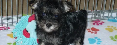 Business 39 image THE PAW PALACE Dog Breeder in Tucson AZ