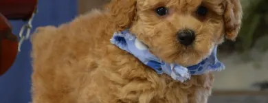 Business 40 image THE PAW PALACE Dog Breeder in Tucson AZ