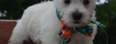 Business 41 image THE PAW PALACE Dog Breeder in Tucson AZ