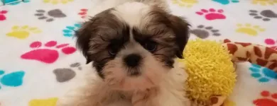 Business 43 image THE PAW PALACE Dog Breeder in Tucson AZ