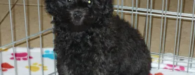 Business 45 image THE PAW PALACE Dog Breeder in Tucson AZ